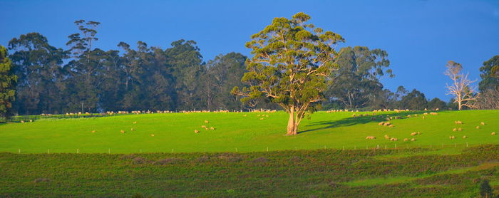 Trees on field against blue sky