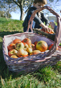 Boy with cropped hands sister picking apples in wicker basket