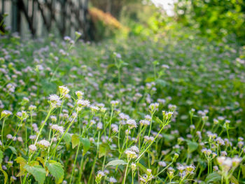 Close-up of white flowering plants on field