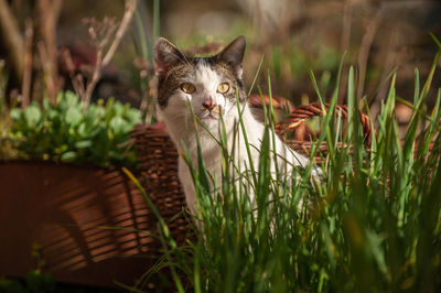 Portrait of a cat on field