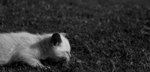 Close-up of rabbit on field