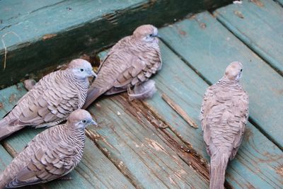 High angle view of pigeons perching on wood