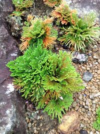 High angle view of plants