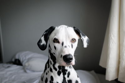 Close-up portrait of a dog