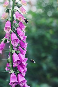 Close-up of honey bee on pink flower