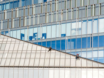 Two industrial climbers with safety tethers wash windows or repair walls of modern skyscraper.