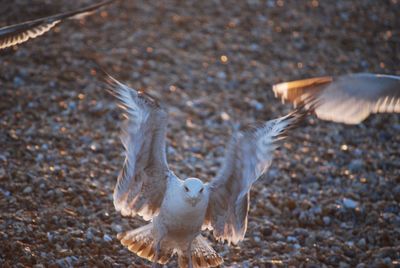 Close-up of eagle flying over field