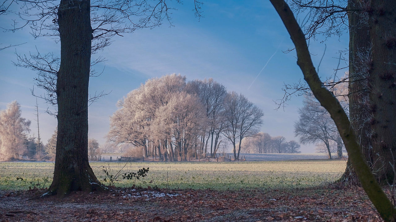 TREES ON FIELD AGAINST SKY