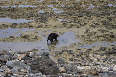 Full length of a horse in the water