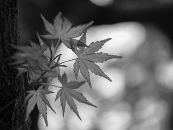 Close-up of maple leaves growing on tree