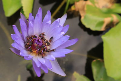 Close-up of honey bee pollinating on purple flower