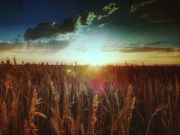 Scenic view of field against sky at sunset