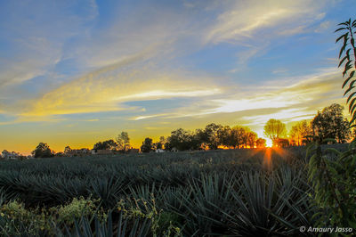 Scenic view of field against sky during sunset