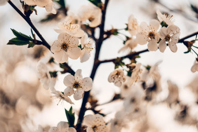 Close-up of cherry blossoms on tree