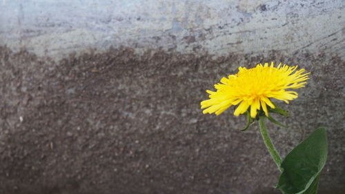 Close-up of yellow flowering plant