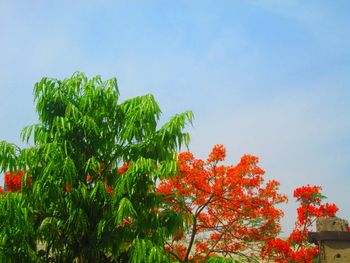 Low angle view of flower trees against clear sky