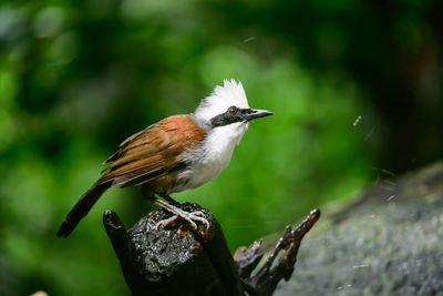 White-crested