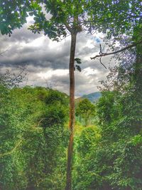 Trees on landscape against sky