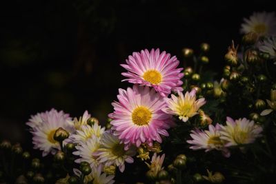 Close-up of pink flowering plants