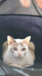 Close-up portrait of a cat