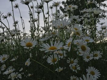 Close-up of flowers blooming outdoors