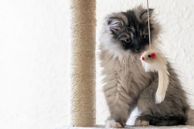 Close-up portrait of white cat