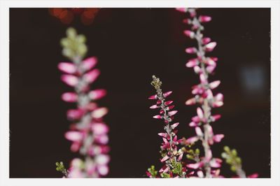 Close-up of purple flowers