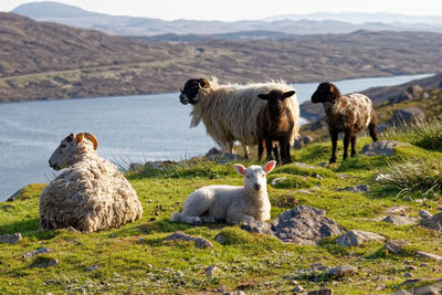 Sheep in a field