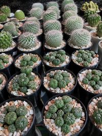 High angle view of cactus plants in market