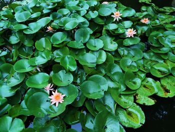 High angle view of plants