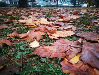 Autumn leaves fallen on field