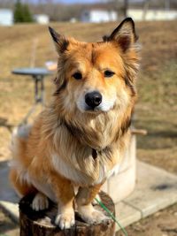 Close-up portrait of a dog