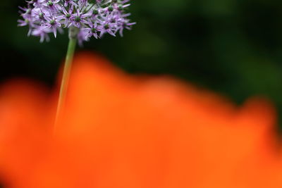 Close-up of pink flower