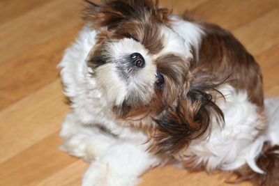 High angle portrait of dog at home