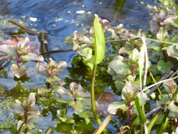 Close-up of plants