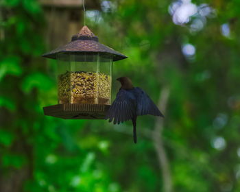 Bird perching on a feeder