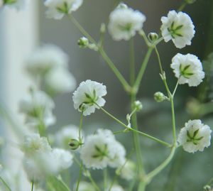 Close-up of white flowers