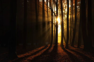 Sunlight streaming through trees in forest