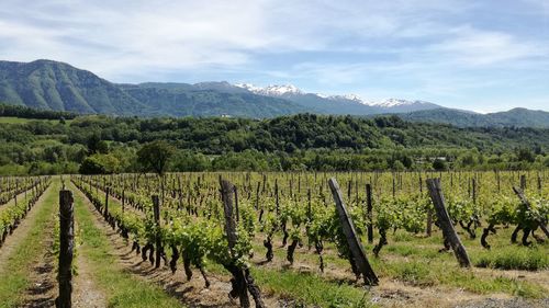 Scenic view of vineyard against sky