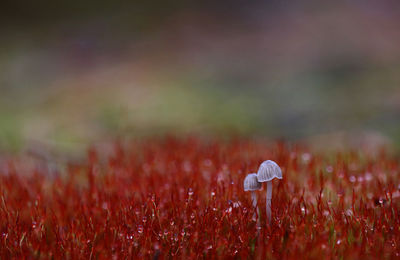 Scenic view of field with red moss and tiny mushrooms