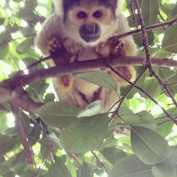 animal themes, one animal, tree, mammal, branch, monkey, pets, low angle view, leaf, portrait, wildlife, sitting, looking at camera, animals in the wild, nature, day, outdoors, domestic animals, primate, no people