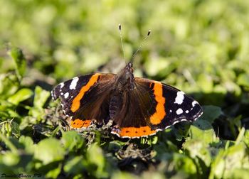 Close-up of butterfly perching on leaf