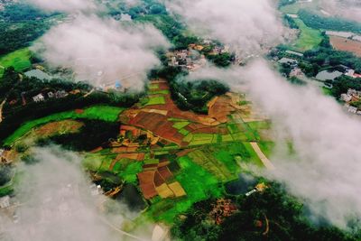 High angle view of trees on land