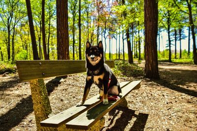 Portrait of shiba inu sitting on bench in forest