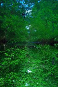 View of trees in forest