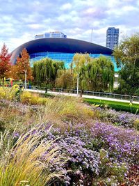 Purple flowering plants in park against sky