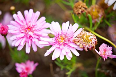 Close-up of pink flowering plant