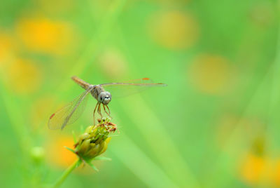 Close-up of dragonfly on flower bud