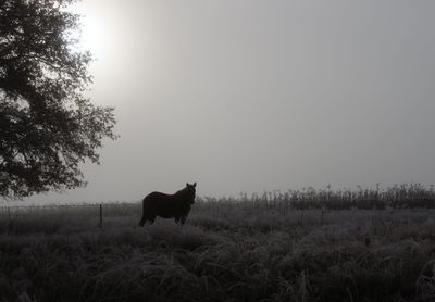 Horse in a field