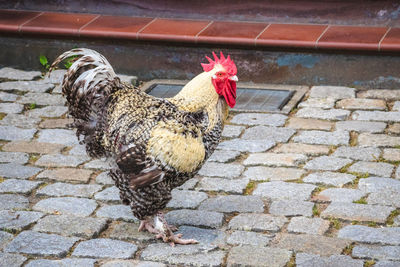 View of rooster on cobblestone street